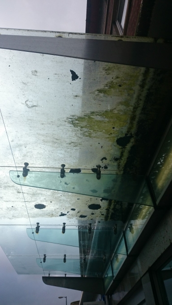 Before canopy cleaning